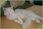 Kami Neko*PL